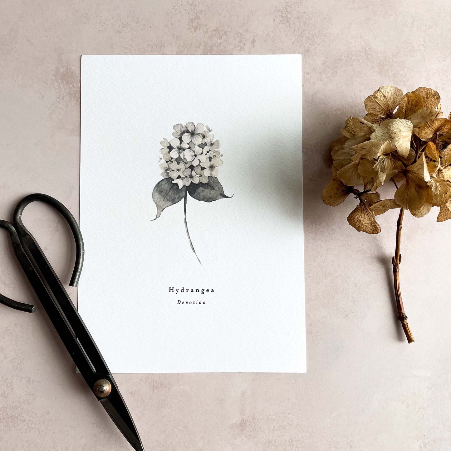 Hydrangea 'Devotion' Print