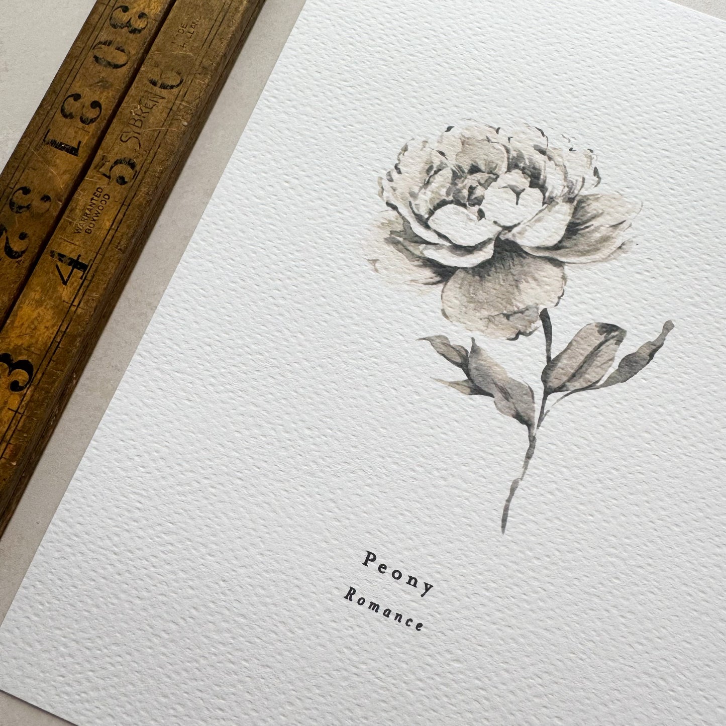 Peony 'Romance' Print
